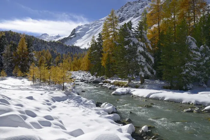 Framed Print : Autumnal coloured Larch -Larix- forest in the freshly snow-covered Val Roseg valley, Pontresina, Grisons, Engadine, Switzerland, Europe Framed Print : Autumnal coloured Larch -Larix- forest in the freshly snow-covered Val Roseg valley, Pontresina, Grisons, Engadine, Switzerland, Europe