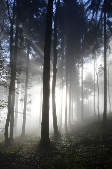 Framed Print : Autumnal fog mood in a mixed forest, Horben, Aargau, Switzerland, Europe Framed Print : Autumnal fog mood in a mixed forest, Horben, Aargau, Switzerland, Europe