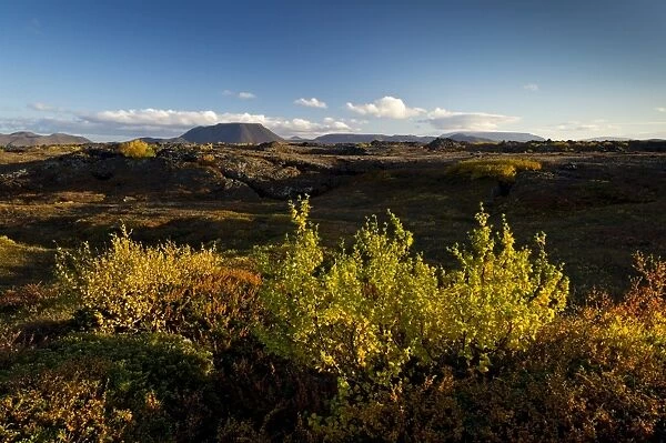 Autumnal foliage, Myvatn area, Northeastern Region, Iceland
