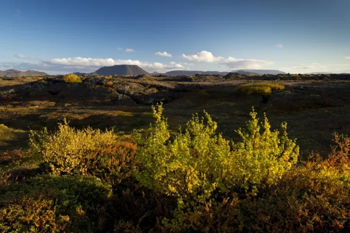 Framed Print : Autumnal foliage, Myvatn area, Northeastern Region, Iceland Framed Print : Autumnal foliage, Myvatn area, Northeastern Region, Iceland