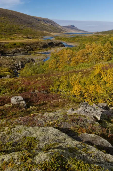 Framed Print : Autumnal foliage, near Lagarfljot Lake, also Logurinn Lake, near Egilsstaoir, Eastern Region, Iceland Framed Print : Autumnal foliage, near Lagarfljot Lake, also Logurinn Lake, near Egilsstaoir, Eastern Region, Iceland