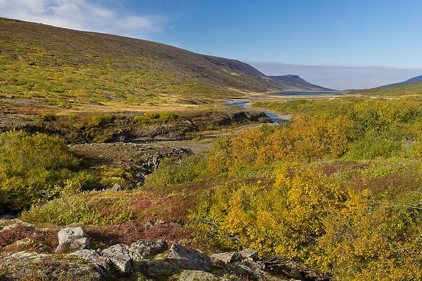 Autumnal foliage, near Lagarfljot Lake, also Logurinn Lake, near Egilsstaoir, Eastern Region, Iceland