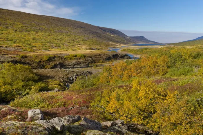 Framed Print : Autumnal foliage, near Lagarfljot Lake, also Logurinn Lake, near Egilsstaoir, Eastern Region, Iceland