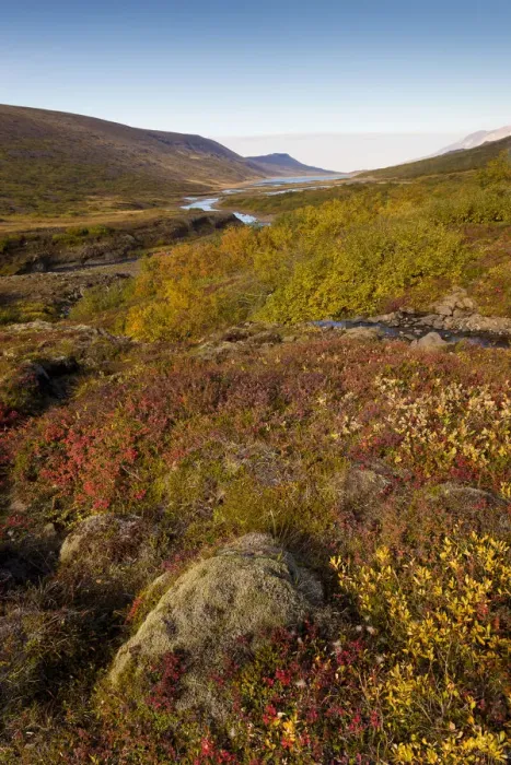 Framed Print : Autumnal foliage, near Lagarfljot Lake, also Logurinn Lake, near Egilsstaoir, Eastern Region, Iceland Framed Print : Autumnal foliage, near Lagarfljot Lake, also Logurinn Lake, near Egilsstaoir, Eastern Region, Iceland