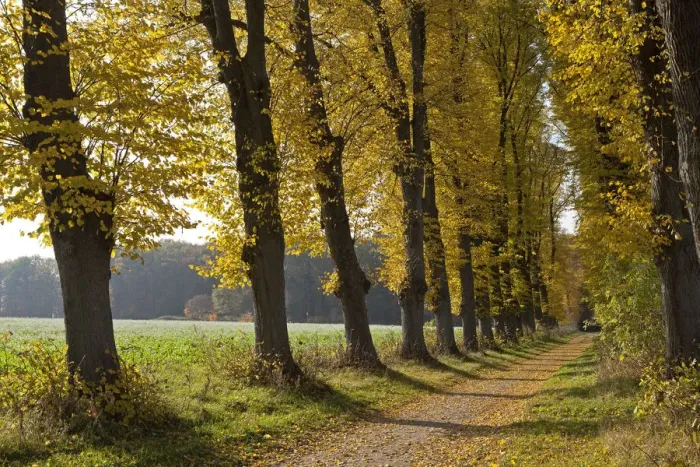 Framed Print : Autumnal forest, Lueneburg, Lower Saxony, Germany, Europe Framed Print : Autumnal forest, Lueneburg, Lower Saxony, Germany, Europe