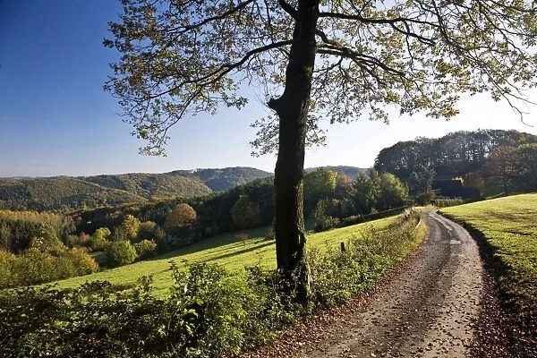 Autumnal landscape in Elfringhauser Schweiz region, Hattingen, Ruhr Area, North Rhine-Westphalia, Germany