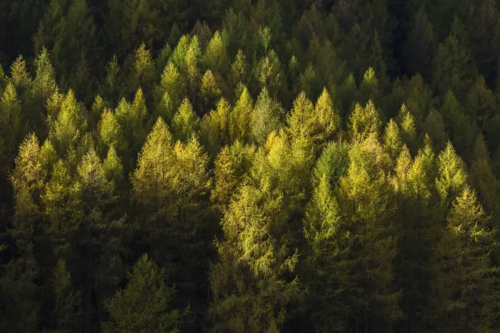 Framed Print : Autumnal larch forest, Sellraintal valley, Tyrol, Austria Framed Print : Autumnal larch forest, Sellraintal valley, Tyrol, Austria
