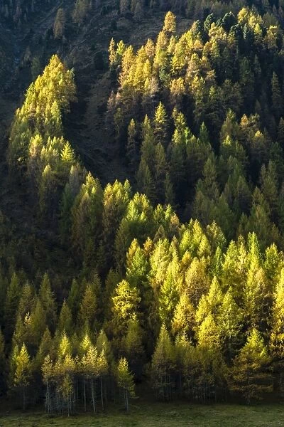 Autumnal larch forest, Sellraintal valley, Tyrol, Austria
