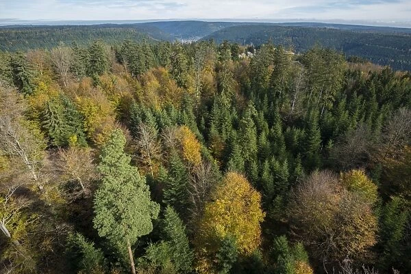 Autumnal mixed forest, birds eye view, northern Black Forest, Baden-Wurttemberg, Germany
