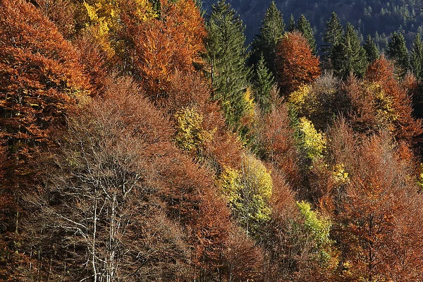 Autumnal mixed forest at Hoelltobel, community of Oberstdorf, Upper Allgaeu, Allgaeu, Swabia, Bavaria, Germany, Europe, Oberstdorf, Bavaria, Germany