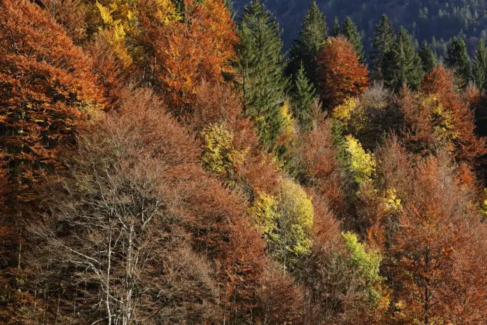 Framed Print : Autumnal mixed forest at Hoelltobel, community of Oberstdorf, Upper Allgaeu, Allgaeu, Swabia, Bavaria, Germany, Europe, Oberstdorf, Bavaria, Germany