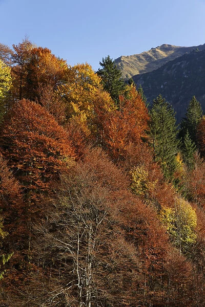 Autumnal mixed forest, Hoelltobel valley, community of Oberstdorf, Upper Allgaeu, Allgaeu, Swabia, Bavaria, Germany, Europe, Allgau, Bad Soden-Salm, Bavaria, Germany