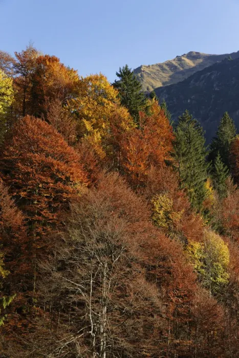 Framed Print : Autumnal mixed forest, Hoelltobel valley, community of Oberstdorf, Upper Allgaeu, Allgaeu, Swabia, Bavaria, Germany, Europe, Allgau, Bad Soden-Salm, Bavaria, Germany Framed Print : Autumnal mixed forest, Hoelltobel valley, community of Oberstdorf, Upper Allgaeu, Allgaeu, Swabia, Bavaria, Germany, Europe, Allgau, Bad Soden-Salm, Bavaria, Germany