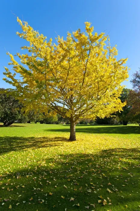 Framed Print : Autumnal tree, Ginkgo tree -Ginkgo biloba-, Western Springs Park, Auckland, North Island, New Zealand Framed Print : Autumnal tree, Ginkgo tree -Ginkgo biloba-, Western Springs Park, Auckland, North Island, New Zealand