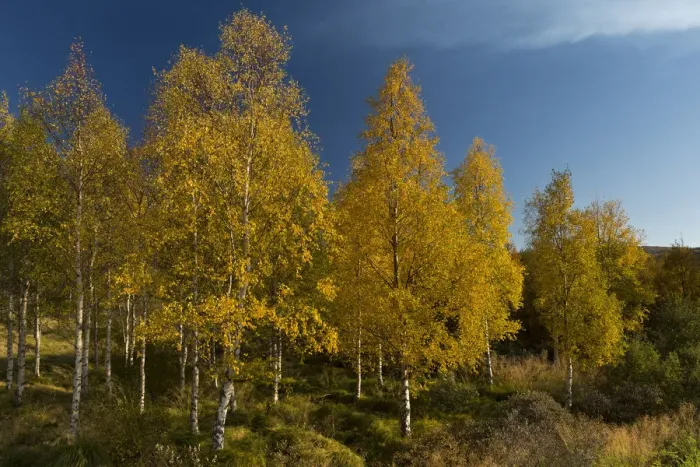 Framed Print : Autumnally coloured birch trees -Betula pendula-, Lake Lagarfljot, near Egilsstaoir, East Iceland, Iceland Framed Print : Autumnally coloured birch trees -Betula pendula-, Lake Lagarfljot, near Egilsstaoir, East Iceland, Iceland