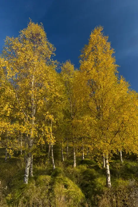 Framed Print : Autumnally coloured birch trees -Betula pendula-, Lake Lagarfljot, near Egilsstaoir, East Iceland, Iceland