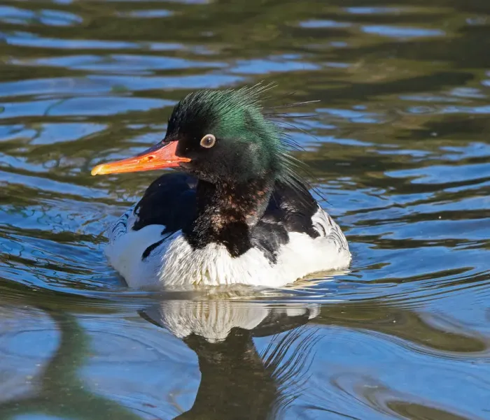 Framed Print : ave, avian, black, captive animals, chinese merganser, green, male, merganser, mergus squamatus Framed Print : ave, avian, black, captive animals, chinese merganser, green, male, merganser, mergus squamatus