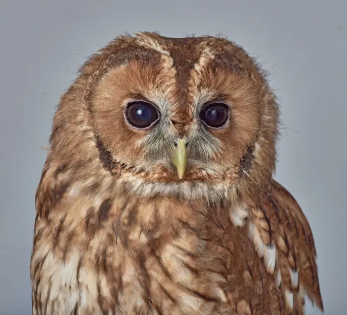 Framed Print : ave, avian, brown owl, captive animals, grey background, nobody, nocturnal, predator