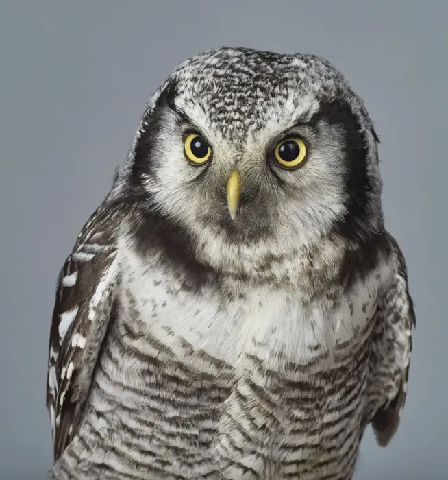 Framed Print : ave, avian, captive animals, grey background, nobody, northern hawk owl, ornithology Framed Print : ave, avian, captive animals, grey background, nobody, northern hawk owl, ornithology