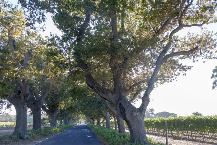 Framed Print : Avenue leading up to Buitenverwachting Estate. Constantia Cape Town. RSA Framed Print : Avenue leading up to Buitenverwachting Estate. Constantia Cape Town. RSA