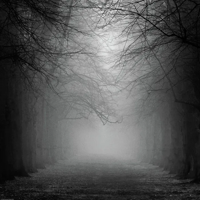 Framed Print : Avenue in mist Framed Print : Avenue in mist