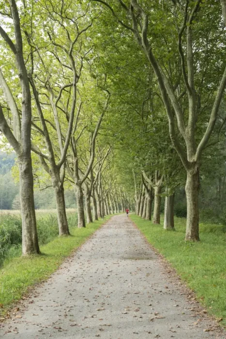 Framed Print : Avenue of Plane Trees -Platanus- near Konstanz, Baden-Wurttemberg, Germany Framed Print : Avenue of Plane Trees -Platanus- near Konstanz, Baden-Wurttemberg, Germany