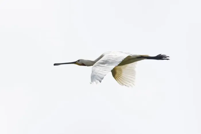 Framed Print : aves, common spoonbill, dutch, holland, natural environment, nederland, out, platalea leucorodia Framed Print : aves, common spoonbill, dutch, holland, natural environment, nederland, out, platalea leucorodia