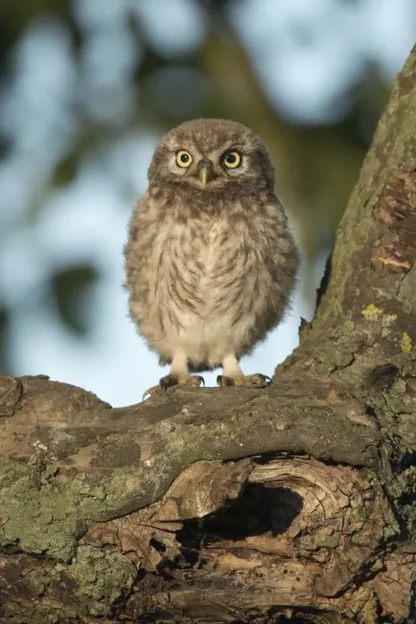 Framed Print : aves, cropped, exterior views, head shots, juvenile, looks, natural environment, niedersachsen Framed Print : aves, cropped, exterior views, head shots, juvenile, looks, natural environment, niedersachsen