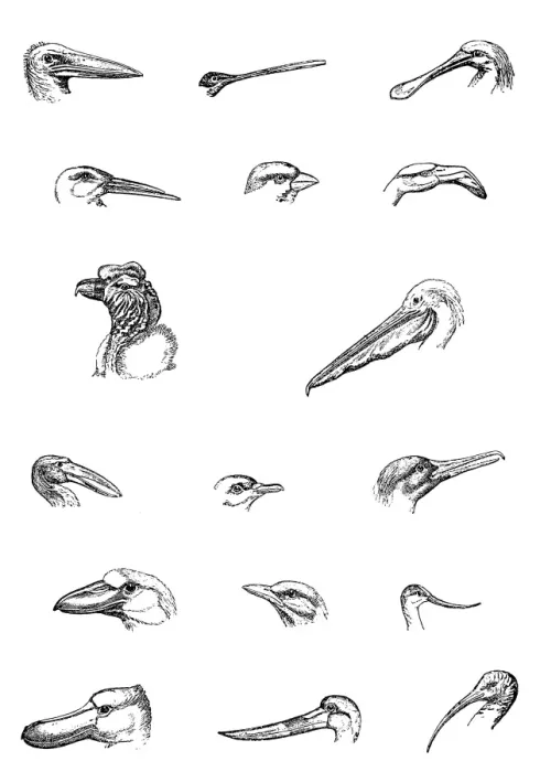 Framed Print : Aviculture Framed Print : Aviculture