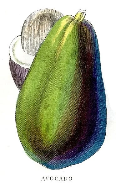 Avocado fruit engraving 1857