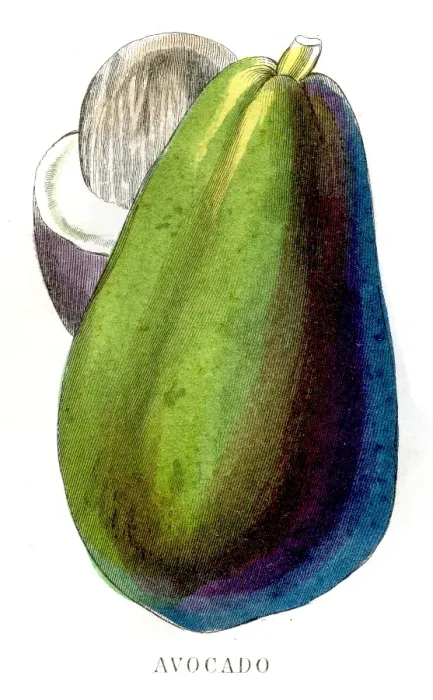 Framed Print : Avocado fruit engraving 1857 Framed Print : Avocado fruit engraving 1857
