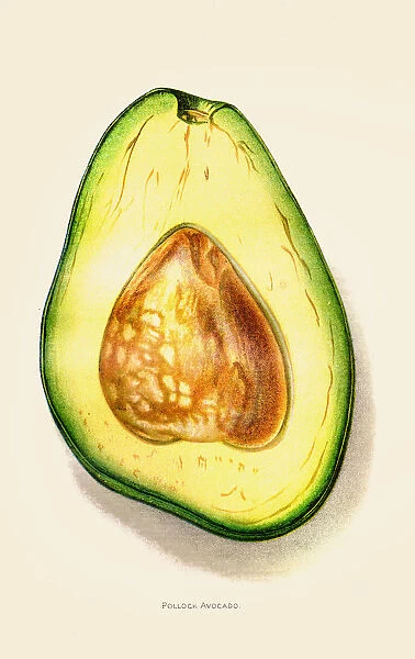 Avocado illustration 1892
