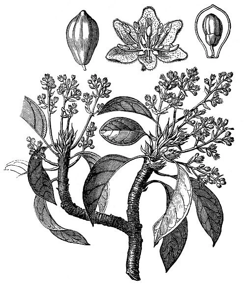The avocado (Persea americana)
