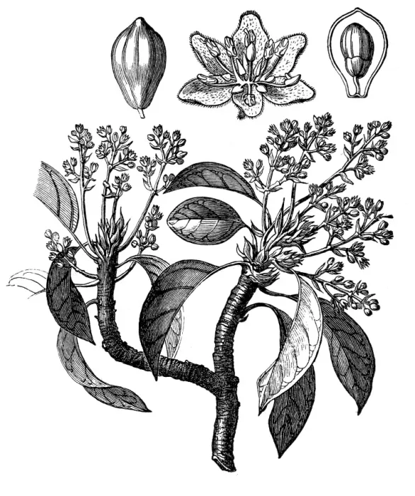 Framed Print : The avocado (Persea americana) Framed Print : The avocado (Persea americana)