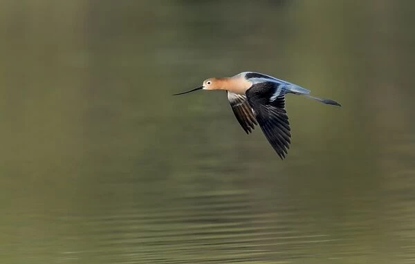 Avocet in flight over lake water