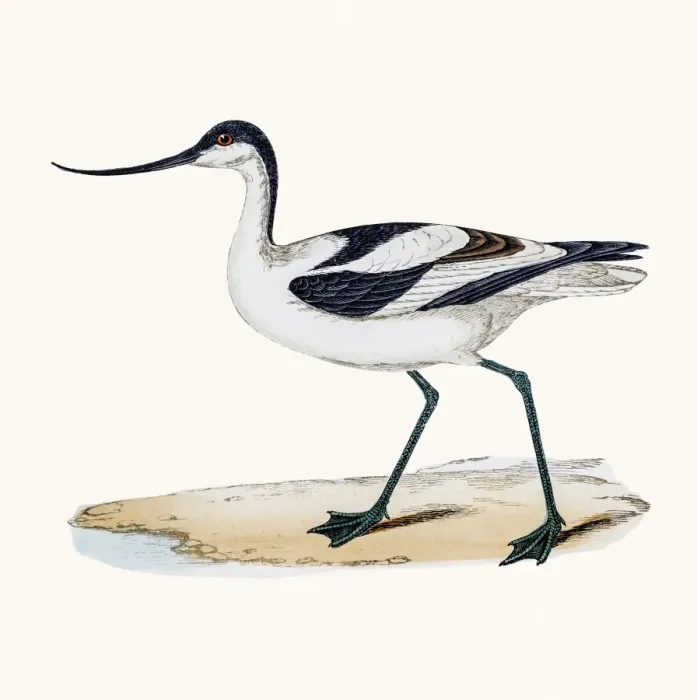 Framed Print : Avocet bird Framed Print : Avocet bird