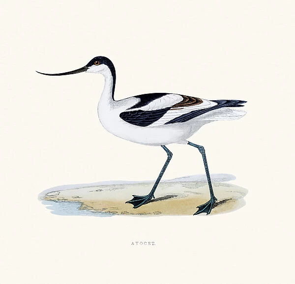 Avocet bird 19 century illustration