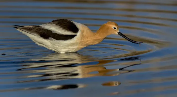 Framed Print : Avocet Feeding Reflection Framed Print : Avocet Feeding Reflection