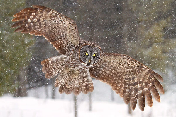 Awesome. Great grey owl flies through the snow
