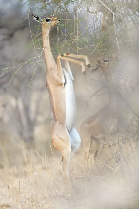 Framed Print : Awesome Gerenuk Standing on Two Legs in Golden Background in Samburu Framed Print : Awesome Gerenuk Standing on Two Legs in Golden Background in Samburu
