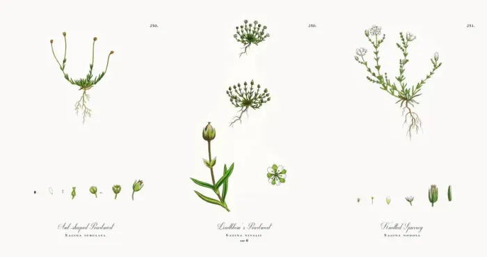 Framed Print : Awl-shaped Pearlwort, Sagina subulata, Victorian Botanical Illustration, 1863 Framed Print : Awl-shaped Pearlwort, Sagina subulata, Victorian Botanical Illustration, 1863