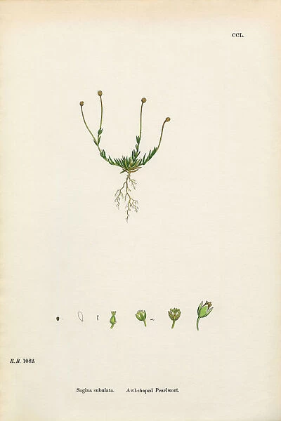 Awl-shaped Pearlwort, Sagina subulata, Victorian Botanical Illustration, 1863