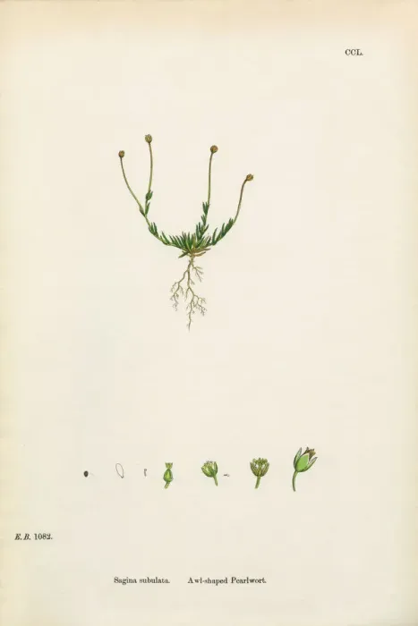 Framed Print : Awl-shaped Pearlwort, Sagina subulata, Victorian Botanical Illustration, 1863 Framed Print : Awl-shaped Pearlwort, Sagina subulata, Victorian Botanical Illustration, 1863