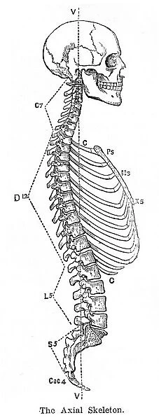 The axial skeleton anatomy engraving 1878