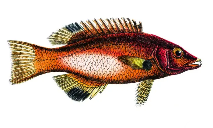 Framed Print : Axilspot hogfish (Cossyphus axillaris) Framed Print : Axilspot hogfish (Cossyphus axillaris)