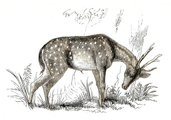 The axis deer engraving 1851
