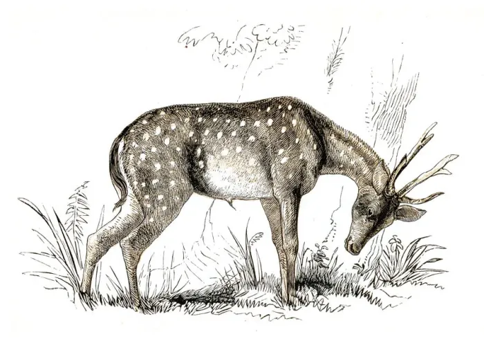 Framed Print : The axis deer engraving 1851 Framed Print : The axis deer engraving 1851