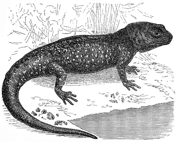 Framed Print : Axolotl or a Mexican walking fish or Mexican salamander (Ambystoma mexicanum) Framed Print : Axolotl or a Mexican walking fish or Mexican salamander (Ambystoma mexicanum)