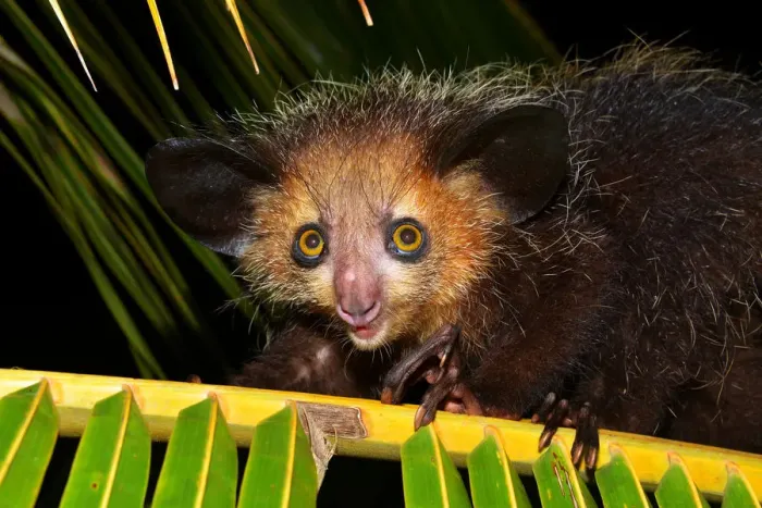 Framed Print : Aye-aye -Daubentonia madagascariensis-, Masoala National Park, Madagascar Framed Print : Aye-aye -Daubentonia madagascariensis-, Masoala National Park, Madagascar