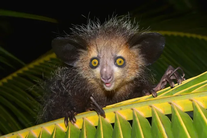 Framed Print : Aye-aye -Daubentonia madagascariensis- on a palm frond, Masoala Peninsula, Madagascar Framed Print : Aye-aye -Daubentonia madagascariensis- on a palm frond, Masoala Peninsula, Madagascar